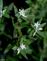 Image result for Antherothamnus