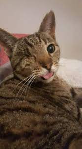Pin By Sharon On Cats Pretty Cats Cats Kittens Cutest