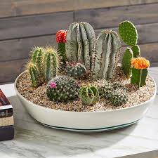 Comment faire un jardin de cactus exemple petit recipient. Comment Creer Un Joli Jardin Miniature Avec Des Cactus