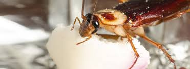 Another way to kill roach egg sacs is to set them on fire, which is also a great way to get some satisfaction if you've been holding a grudge for too long. 5 Disgusting Facts About Cockroaches Western Exterminator