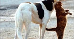 Account Suspended Baby Dogs Funny Animals Animals