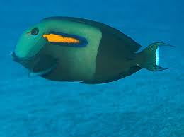Orangeband Surgeonfish Acanthurus Olivaceus Surgeonfishes Tropical Reefs