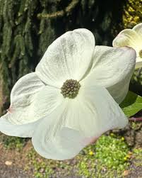 Image result for Monopsis decipiens