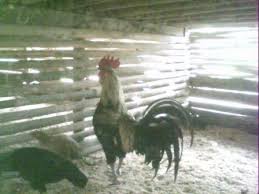 Metode Pemeliharaan Ayam Kampung Peternakan