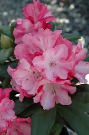 Pin On Potluck Perennial Posies