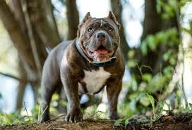 We did not find results for: 10 Facts You Must Know About The American Bully All Things Dogs