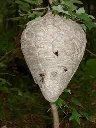 To learn how to prevent hornets from coming back, scroll down! Hornet S Nest Secrets Of A Seed Scatterer