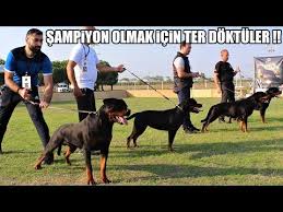Rottweiler Sampiyon Kopekler Rottweiler Kopek Egitimi Ve Efsane Rottweiler Irki Kopekler Youtube