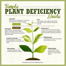 can leaves be used to identify nutrient deficiencies