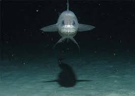 Nah, di palung mariana itu terdapat titik terdalam laut yang disebut challenger deep. 10 Makhluk Dasar Laut Dalam Yang Sangat Pelik Dan Menakutkan Iluminasi