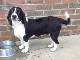 Black And White Basset Hound Mix 16 Unreal Basset Hound Cross Breeds You Have To See To Believe In 2020 Basset Hound Mix Basset Hound Hound Puppies