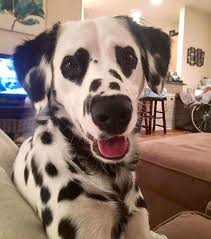 What are the best breeds of dog to have as a running partner intelligent. à¶¶à·€ à·€ à¶½à¶± à¶­ Dogs Paradise Golden Retriever Dalmatian Cross Facebook