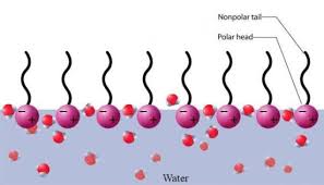 We did not find results for: Difference Between Wetting Agent And Surfactant Compare The Difference Between Similar Terms