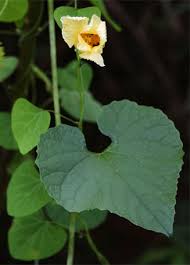 Image result for Momordica foetida