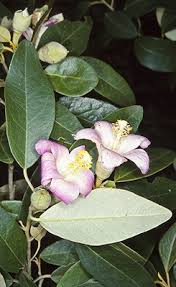 Image result for Lagunaria patersonia