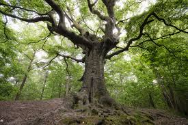 Sorry for all the tree pictures lol! European Tree Of The Year The Witch Tree The Netherlands