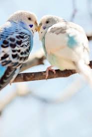 The Budgerigar Also Known As Common Pet Parakeet Or Shell Parakeet And Informally Nicknamed The Budgie Is A Small Animals Beautiful Cute Animals Cute Birds