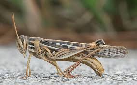 Grasshoppers and crickets are such beautiful little creatures in nature. Grasshopper Wikipedia