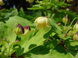 Image result for Isopyrum nipponicum