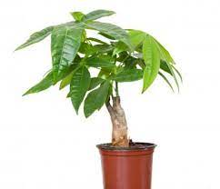 But different shapes of these trees have different meanings, so each bonsai tree meaning is truly unique. Money Tree Meaning And Placement In Feng Shui Lovetoknow