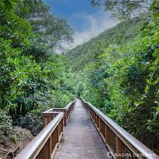 大浦 マングローブ ロード