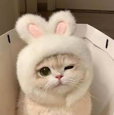 images?q=tbn:ANd9GcRRUcux_QhsmbgtdjMe3q2djMPS2oKtPYUAEw&s