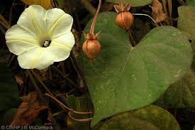 Image result for Ipomoea obscura