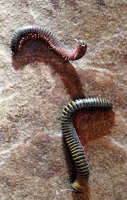 Click to see full answer. Hundreds Of Millipedes Invading Treasure Coast But They Are Harmless
