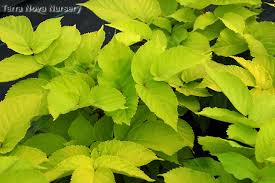 Image result for Rogiera cordata