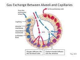 How Do The Lungs Function In The Circulatory System Socratic