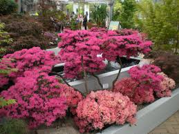 Azaleen gehören zur familie der heidegewächse und zur gattung der rhododendren. Japanische Azalee Bonsai Form Azaleen Japanischer Garten Garten