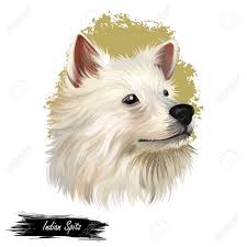Indian Spitz Dog Digital Art Illustration Isolated On White Background Indian Origin Utility Group Hand Drawn Portraits Digital Art Illustration Pet Portraits