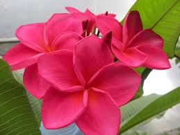 Upland Nursery Plumeria Flowers Plumeria Frangipani