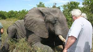 That is much higher than 0.67 to 2 hours of sleep a day in the wild. Mysteries Of Elephant Sleep Revealed Bbc News