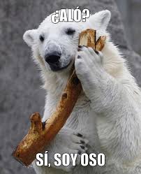 Graci Oso Alo Si Soy Oso Osos Divertidos Cachorros De Oso Polar Meme Oso