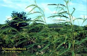 Image result for Sesbania macrantha