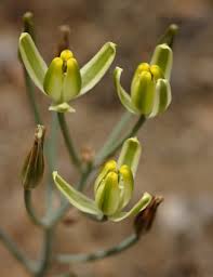Image result for Albuca setosa