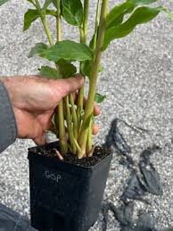 Image result for Aframomum mala