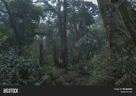 Posted by gideonna last updated: Pristine Tropical Image Photo Free Trial Bigstock