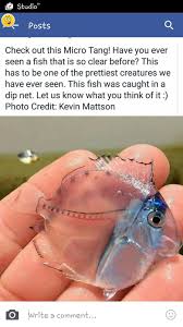 Rare Find Micro Tang It 039 S A Baby Tang Surgeon Fish Not A Glass Fish Etc M Glass Fish Fish African Cichlids