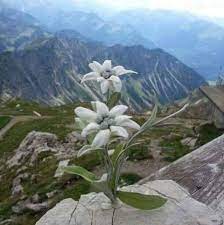 Muguri, valurit, simfonie, efect, sens, veste, port, ceai, licar, drum, inceput, raze. Facebook