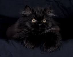 what breed are black cats a cat