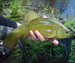 Image result for Tinnea zambesiaca