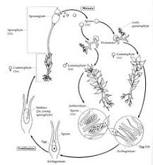 Labeled life cycle of bryophytes. 15 Bryophytes Ideas Life Cycles Biology Plants Plant Life Cycle