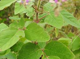 Image result for Grona adscendens