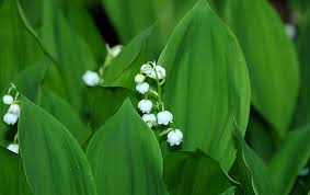 Ce sont des « griffes » que l'on plante. Semer Le Muguet Quand Comment Et Quelles Varietes Choisir