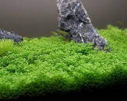 Top 10 Best Freshwater Aquarium Plants For Beginners Aquariums Fishkeeping Planted Tanks And More Aquarium Freshwater Aquarium Plants Aquarium Fish Tank