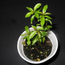 Image result for Heimia salicifolia