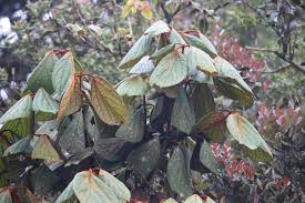 Image result for Actinodaphne