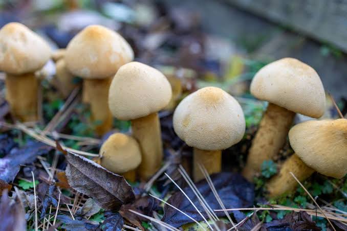 Why Are There White Mushrooms in Your Yard?